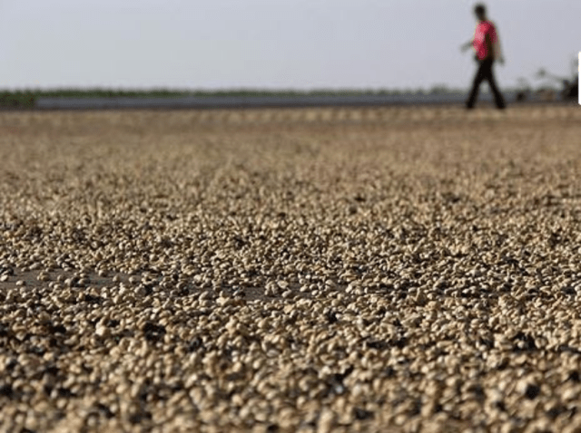 Screenshot_2019-07-20 Brazil Sweet Maria's Coffee Library-3